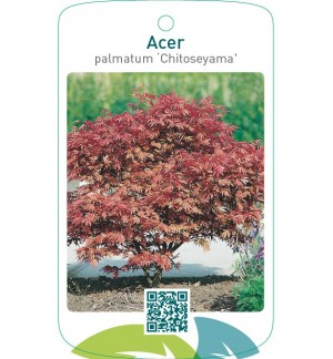 Acer palmatum ‘Chitoseyama’