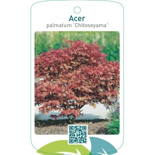 Acer palmatum ‘Chitoseyama’