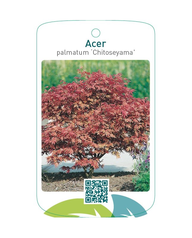 Acer palmatum ‘Chitoseyama’