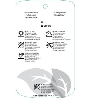 Etichette di Acer palmatum ‘Chitoseyama’ *