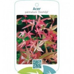 Acer palmatum ‘Deshôjô’