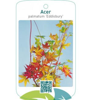 Acer palmatum ‘Eddisbury’
