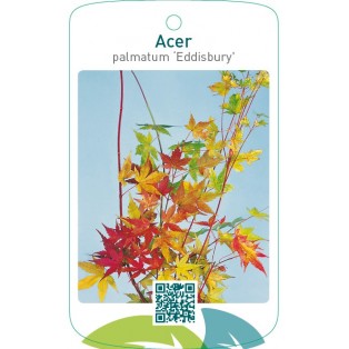 Acer palmatum ‘Eddisbury’