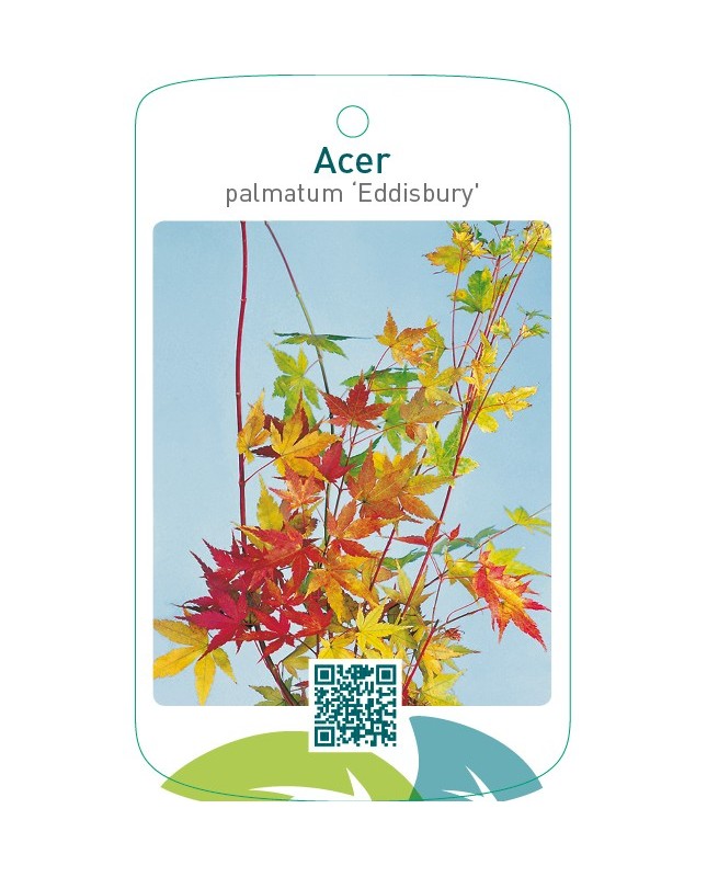 Acer palmatum ‘Eddisbury’