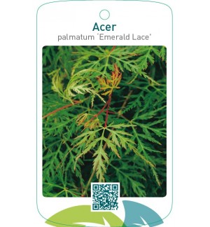 Acer palmatum ‘Emerald Lace’
