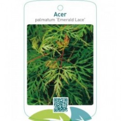 Acer palmatum ‘Emerald Lace’