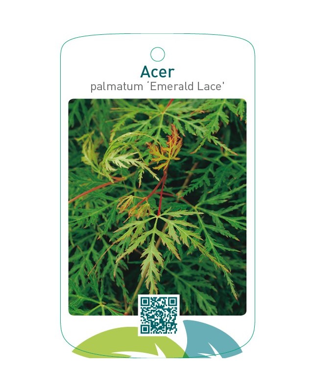 Acer palmatum ‘Emerald Lace’