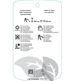 Etichette di Acer palmatum ‘Emerald Lace’ *