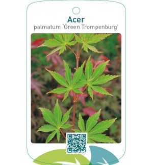 Acer palmatum ‘Green Trompenburg’