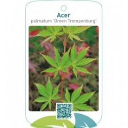 Acer palmatum ‘Green Trompenburg’