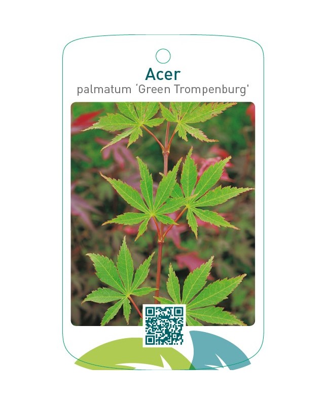 Acer palmatum ‘Green Trompenburg’