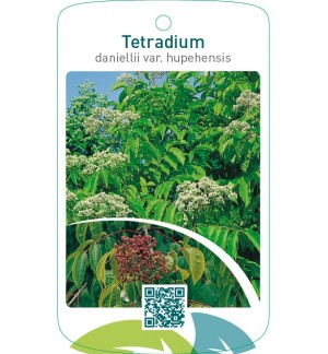 Tetradium daniellii var. hupehensis