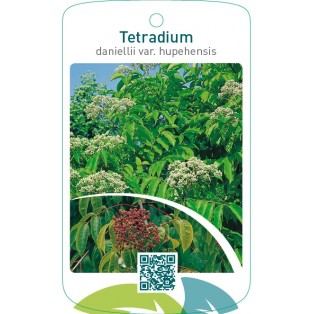 Tetradium daniellii var. hupehensis