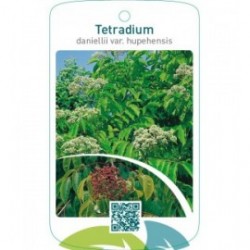 Tetradium daniellii var. hupehensis