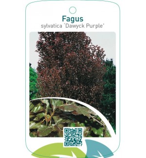 Fagus sylvatica ‘Dawyck Purple’