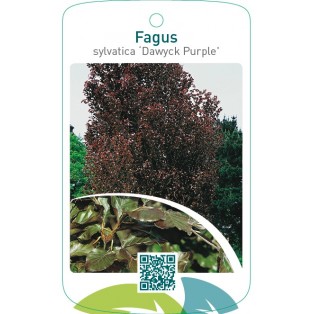 Fagus sylvatica ‘Dawyck Purple’
