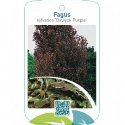 Fagus sylvatica ‘Dawyck Purple’