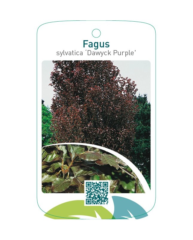 Fagus sylvatica ‘Dawyck Purple’