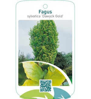 Fagus sylvatica ‘Dawyck Gold’