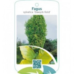 Fagus sylvatica ‘Dawyck Gold’