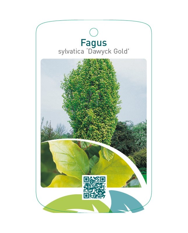 Fagus sylvatica ‘Dawyck Gold’
