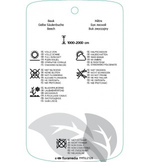 Etichette di Fagus sylvatica ‘Dawyck Gold’ *