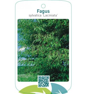 Fagus sylvatica ‘Laciniata’