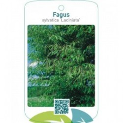 Fagus sylvatica ‘Laciniata’