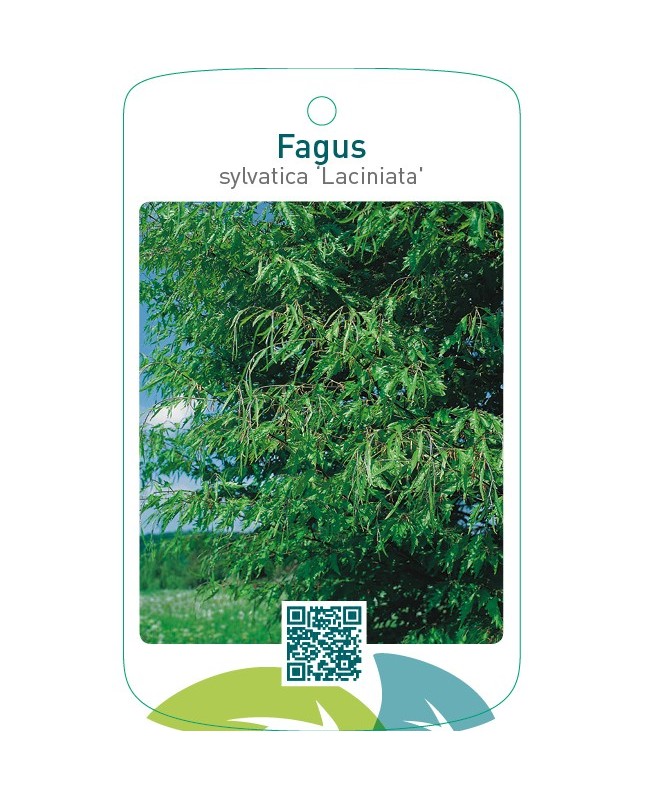 Fagus sylvatica ‘Laciniata’
