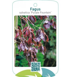 Fagus sylvatica ‘Purple Fountain’