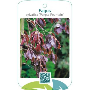 Fagus sylvatica ‘Purple Fountain’