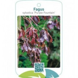Fagus sylvatica ‘Purple Fountain’