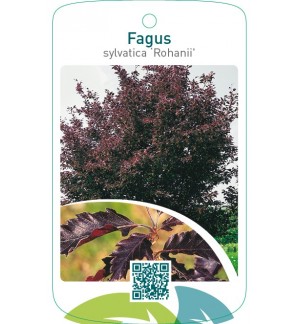 Fagus sylvatica ‘Rohanii’