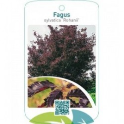 Fagus sylvatica ‘Rohanii’