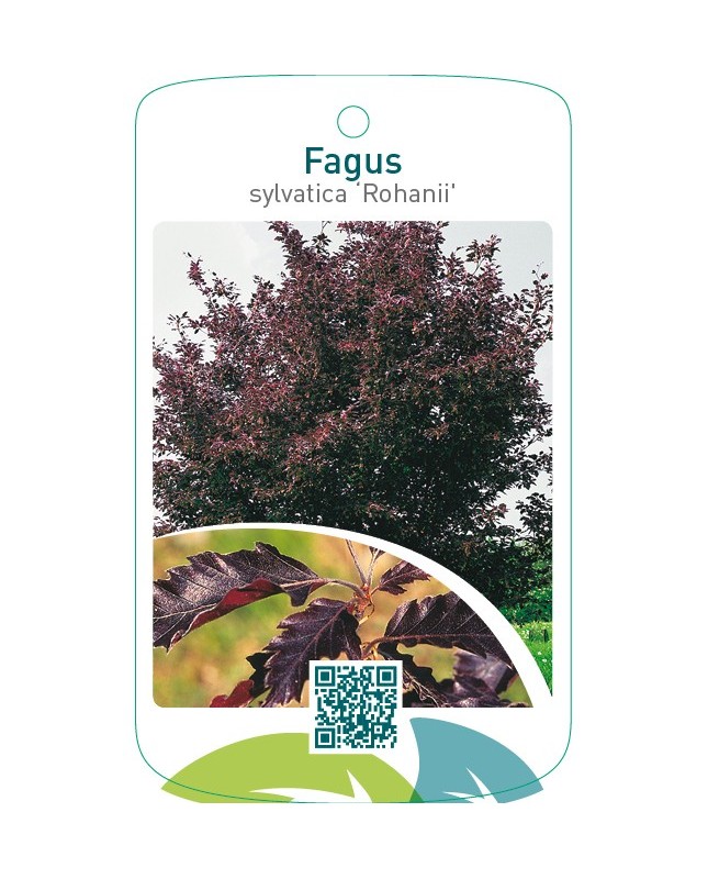 Fagus sylvatica ‘Rohanii’