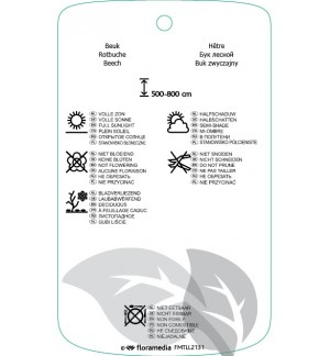 Etichette di Fagus sylvatica ‘Rohanii’ *
