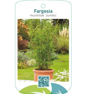 Fargesia murieliae ‘Jumbo’