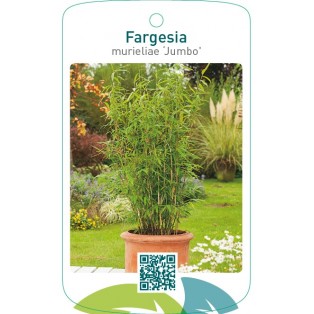 Fargesia murieliae ‘Jumbo’