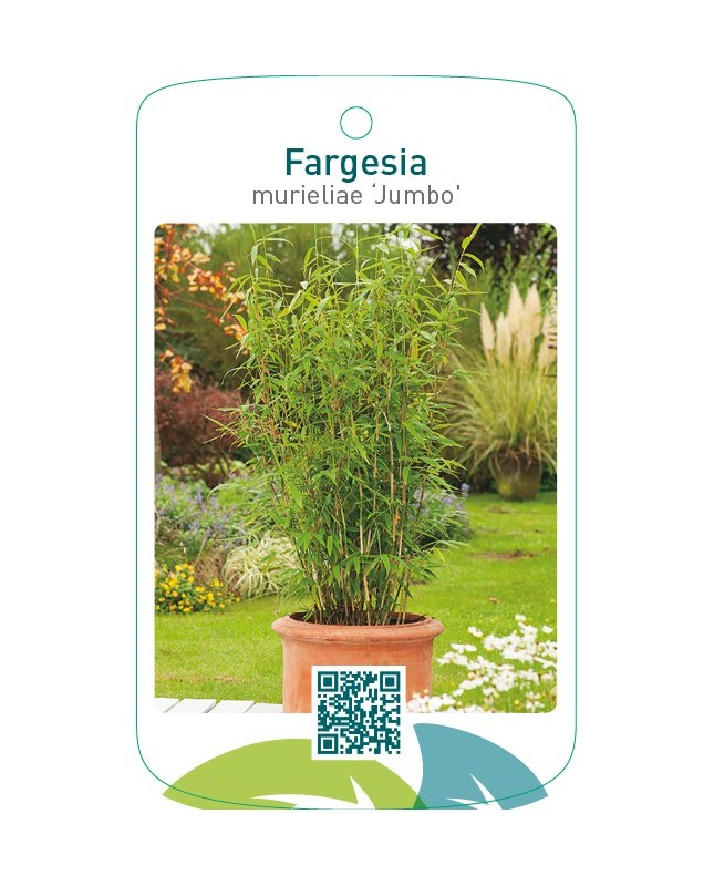 Fargesia murieliae ‘Jumbo’