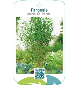 Fargesia murieliae ‘Panda’ ® geschutzt