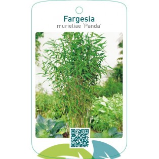 Fargesia murieliae ‘Panda’ ® geschutzt