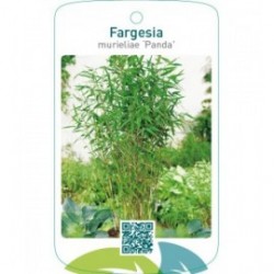 Fargesia murieliae ‘Panda’ ® geschutzt