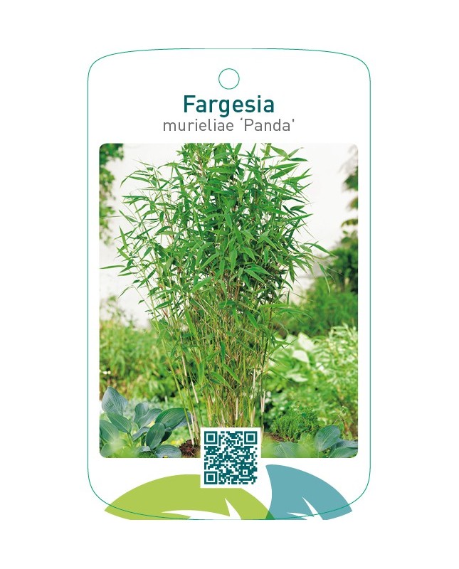 Fargesia murieliae ‘Panda’ ® geschutzt