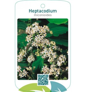 Heptacodium miconioides