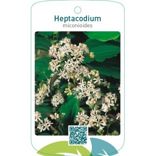 Heptacodium miconioides