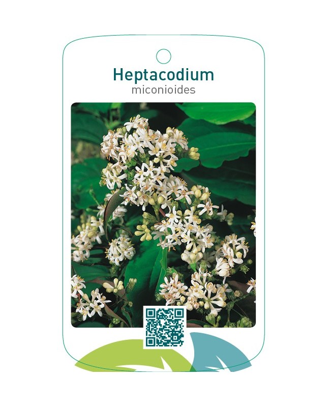 Heptacodium miconioides