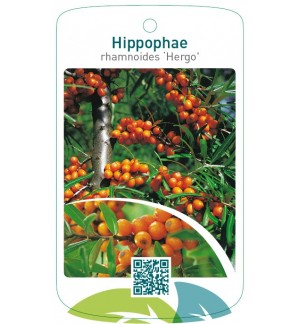 Hippophae rhamnoides ‘Hergo’