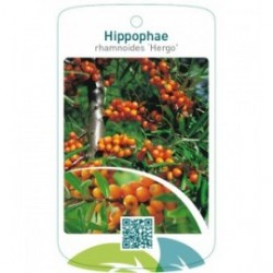 Hippophae rhamnoides ‘Hergo’