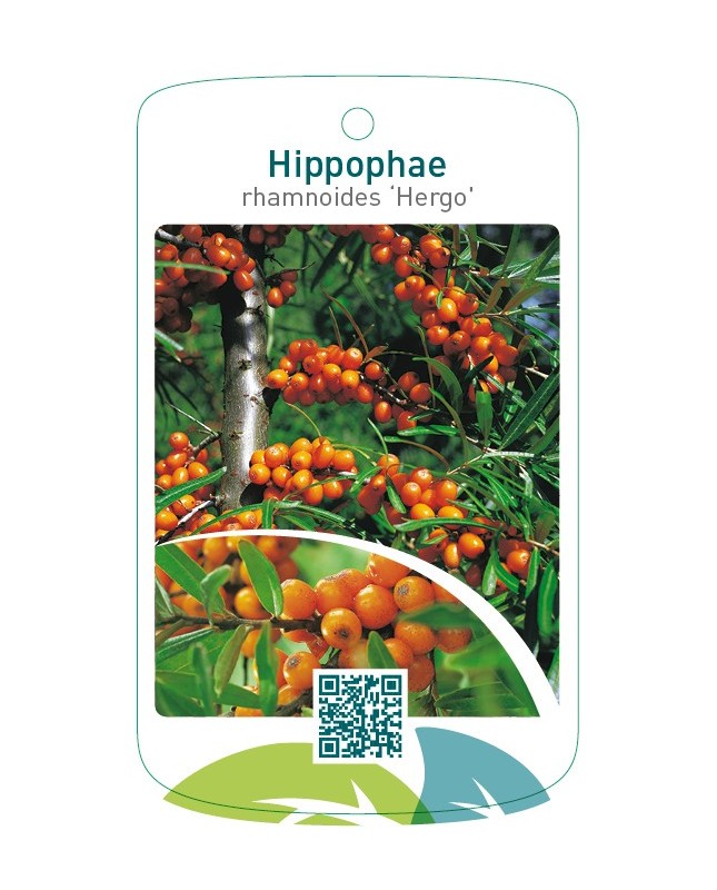 Hippophae rhamnoides ‘Hergo’