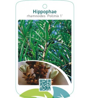 Hippophae rhamnoides ‘Pollmix 1’